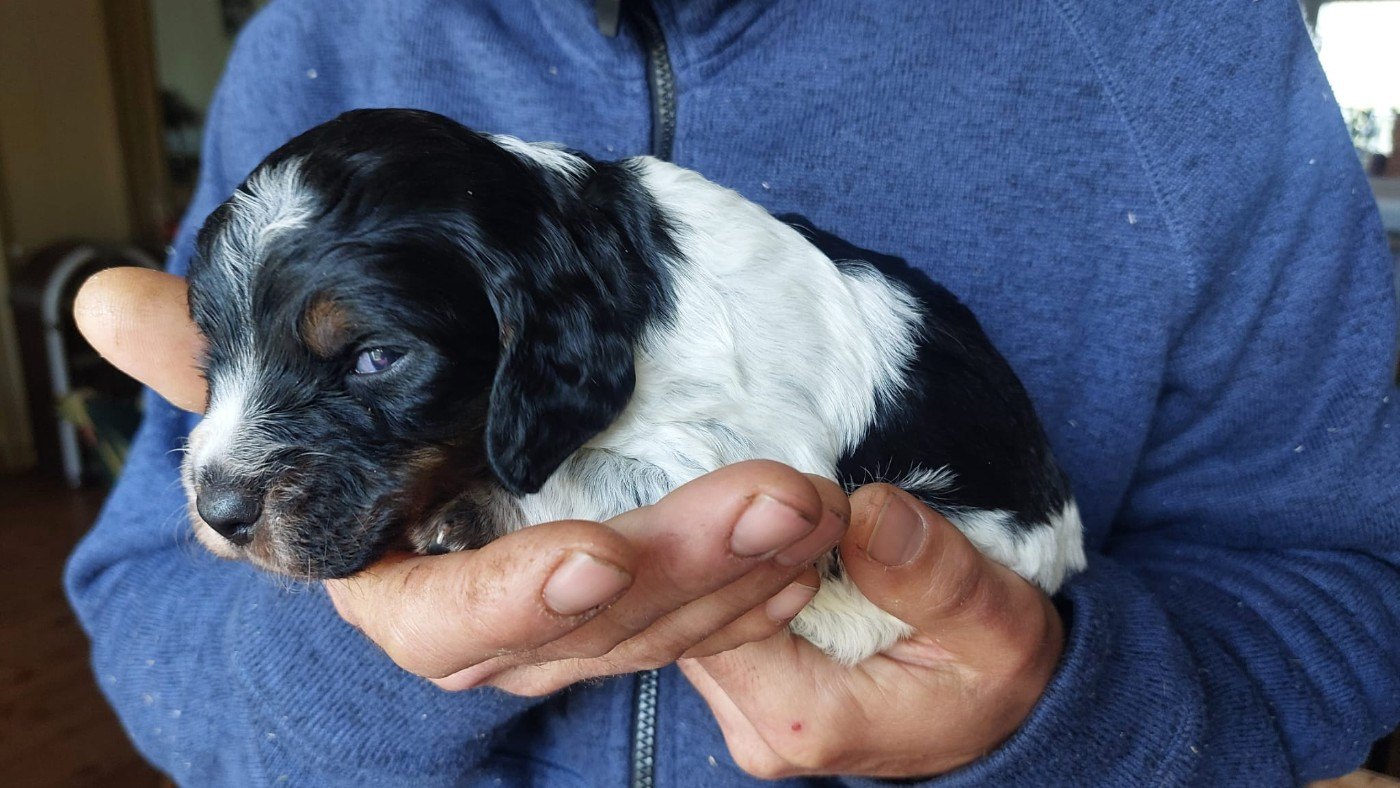 Des Neiges Du Devez - Chiots disponibles - Epagneul Breton