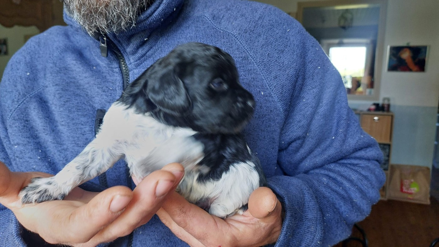Des Neiges Du Devez - Chiots disponibles - Epagneul Breton