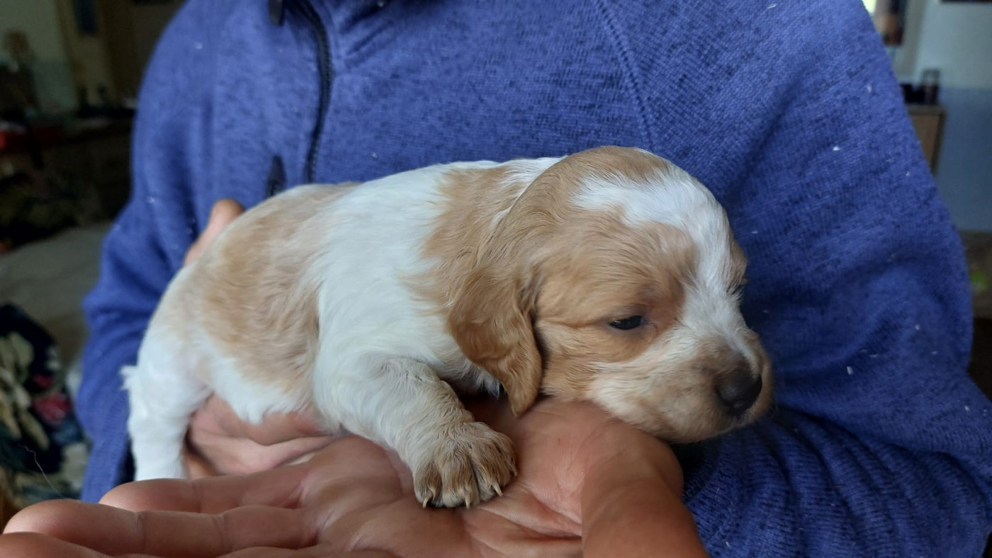 Des Neiges Du Devez - Chiots disponibles - Epagneul Breton