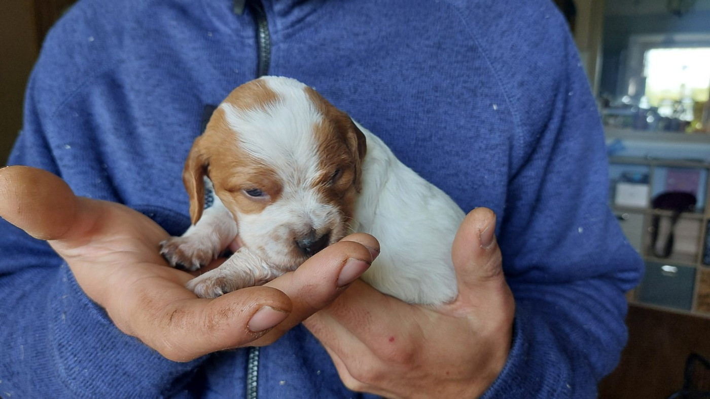Des Neiges Du Devez - Chiots disponibles - Epagneul Breton