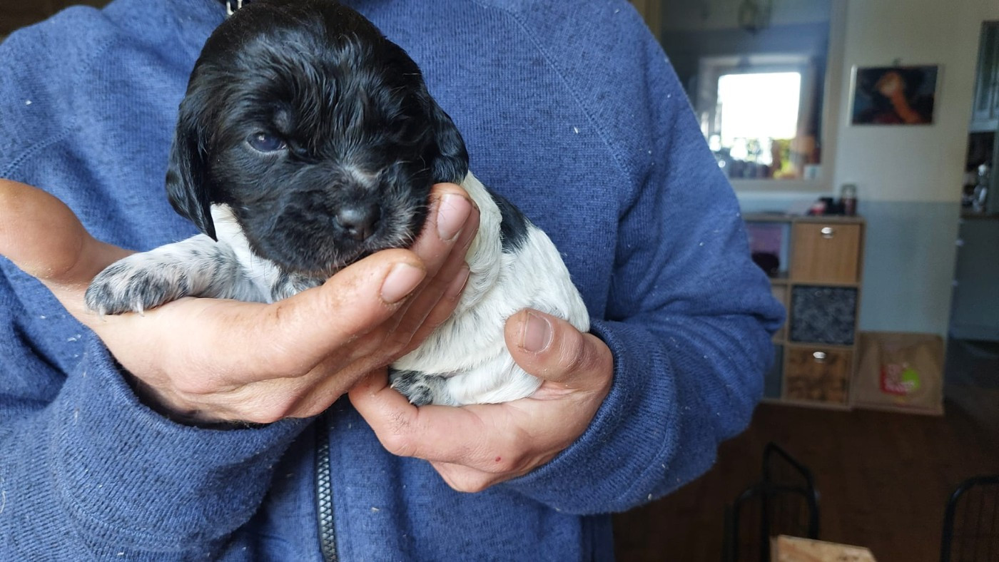 Des Neiges Du Devez - Chiots disponibles - Epagneul Breton