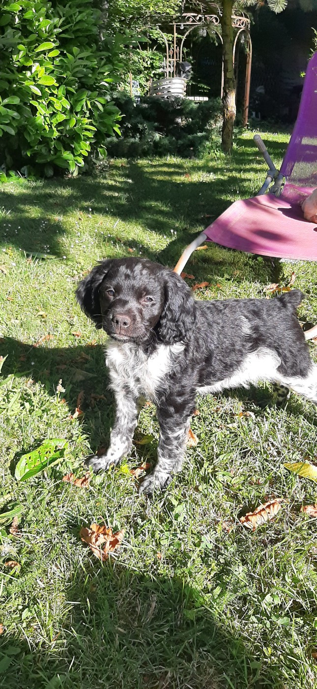 Des Neiges Du Devez - Chiots disponibles - Epagneul Breton