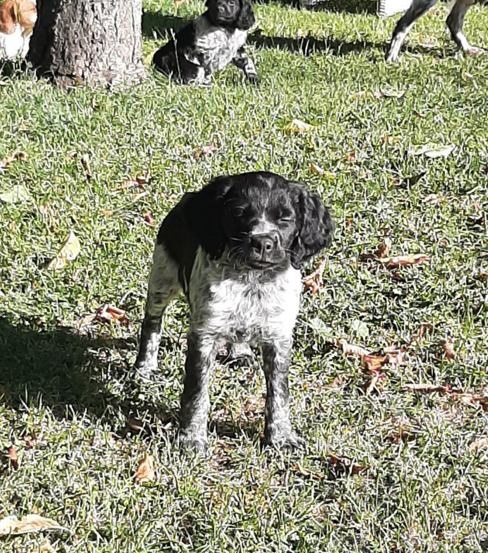 Des Neiges Du Devez - Chiots disponibles - Epagneul Breton