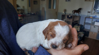 Chiot N°5