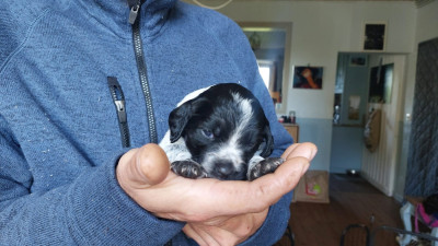 Chiot N°7
