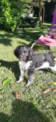 Berlioz